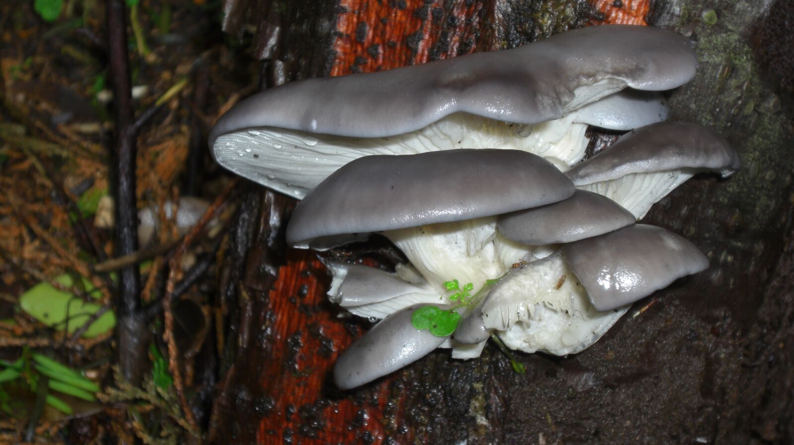 CASIO EX-Z1200 sample photo. Oyster mushroom, funghi, fungus photography
