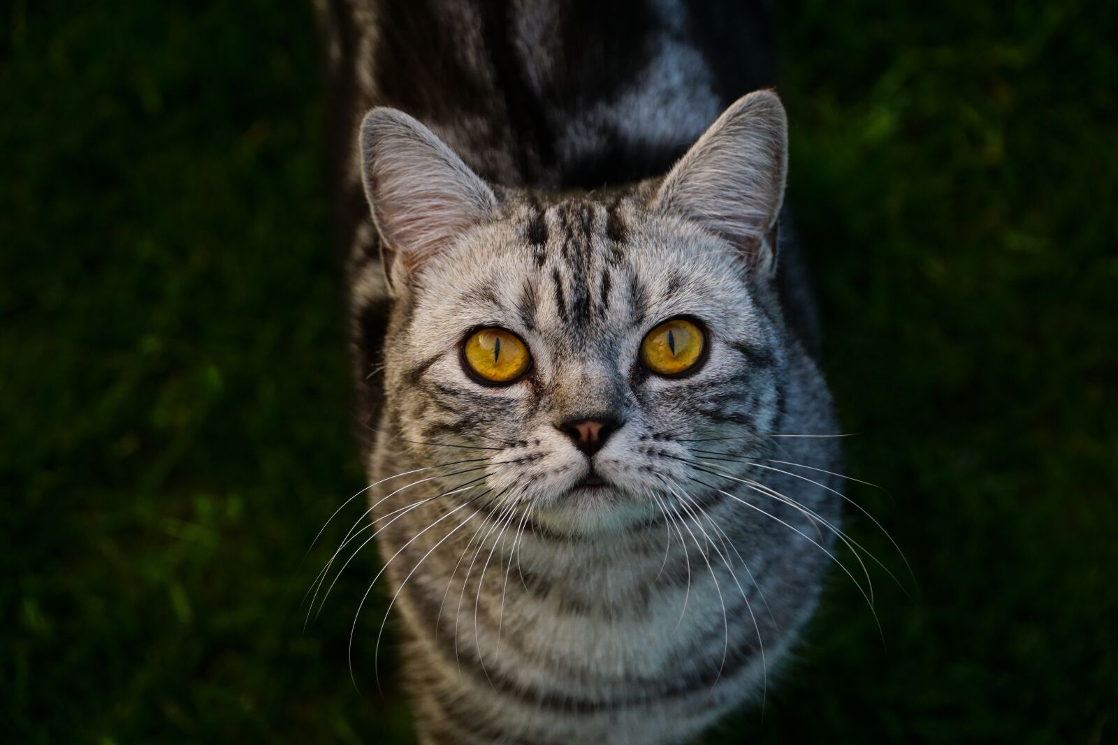 Sony a6000 sample photo. Cat, british shorthair, domestic photography