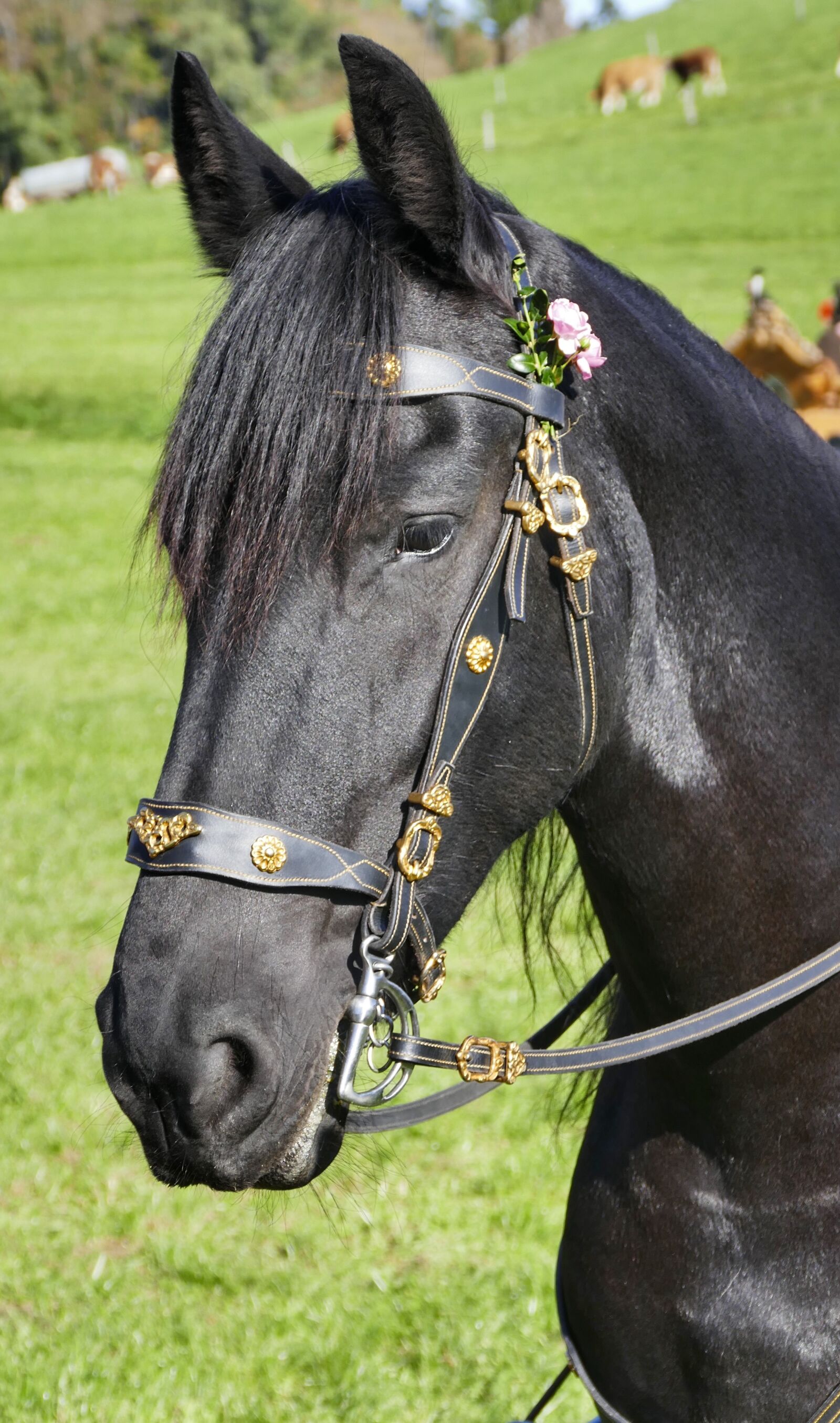 Panasonic Lumix DMC-FZ1000 sample photo. Horse, head, animal photography