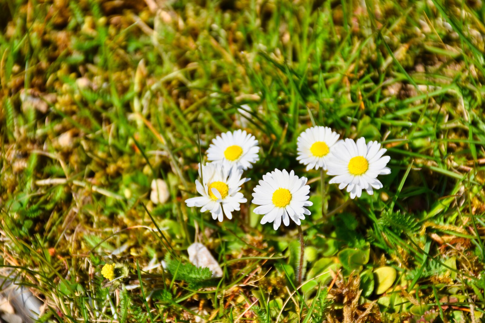 Nikon D5600 sample photo. Daisy, white, yellow photography