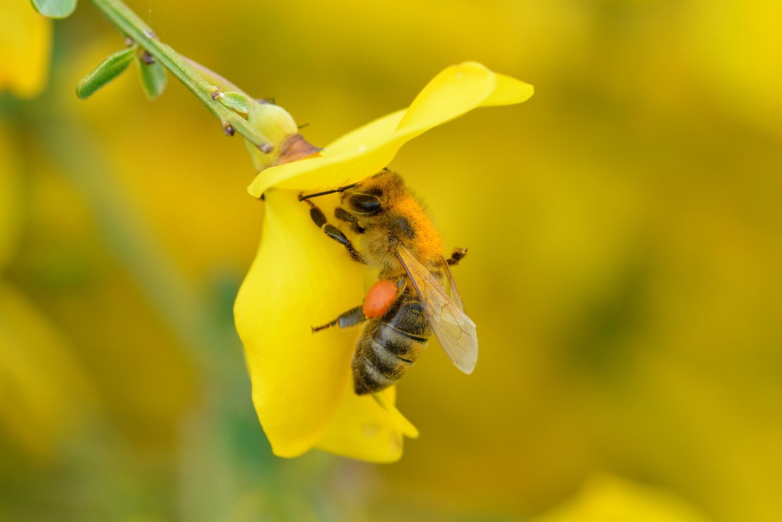 Nikon D5200 sample photo. Honey bee, blossom, bloom photography