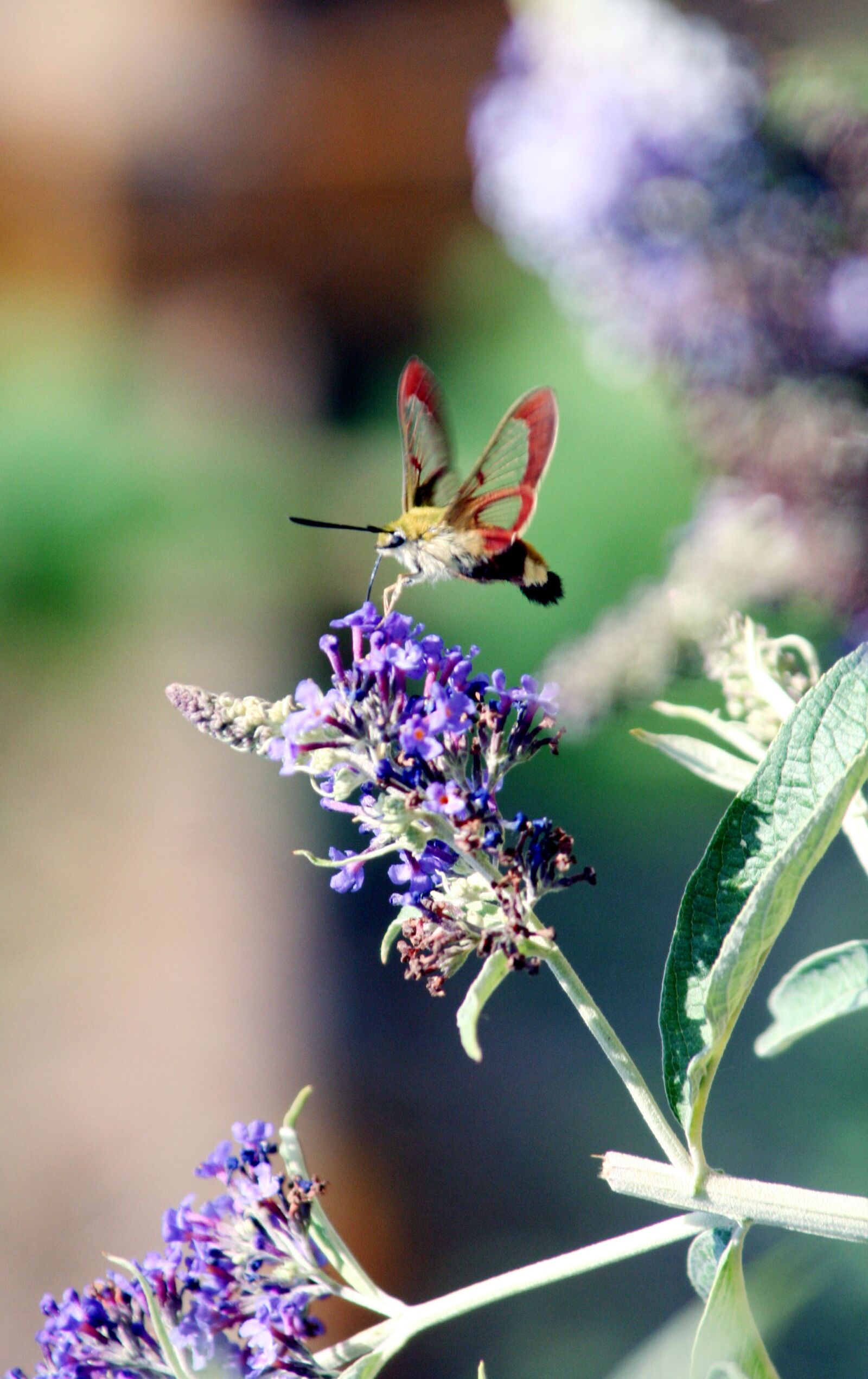 Canon EOS 350D (EOS Digital Rebel XT / EOS Kiss Digital N) sample photo. Butterfly, hummingbird, moro photography