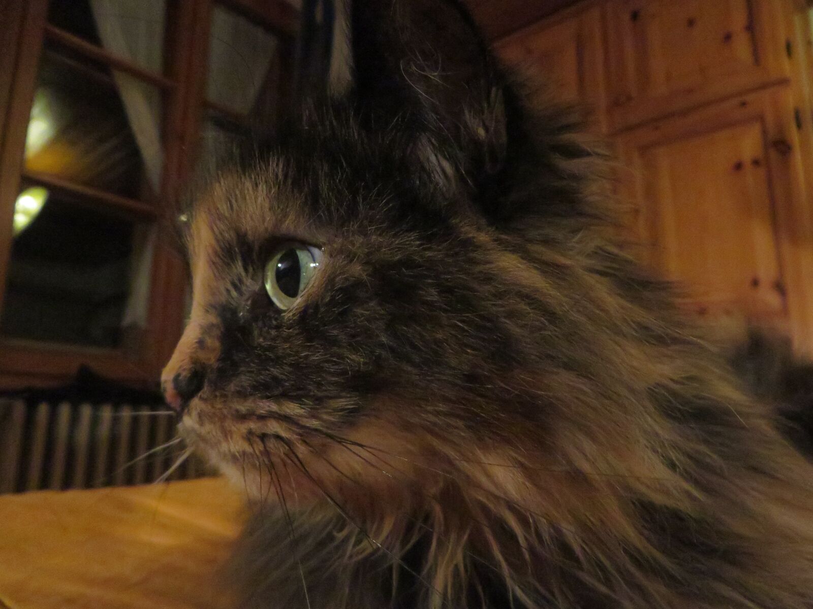 Canon PowerShot SX270 HS sample photo. Cat, house, eyes photography