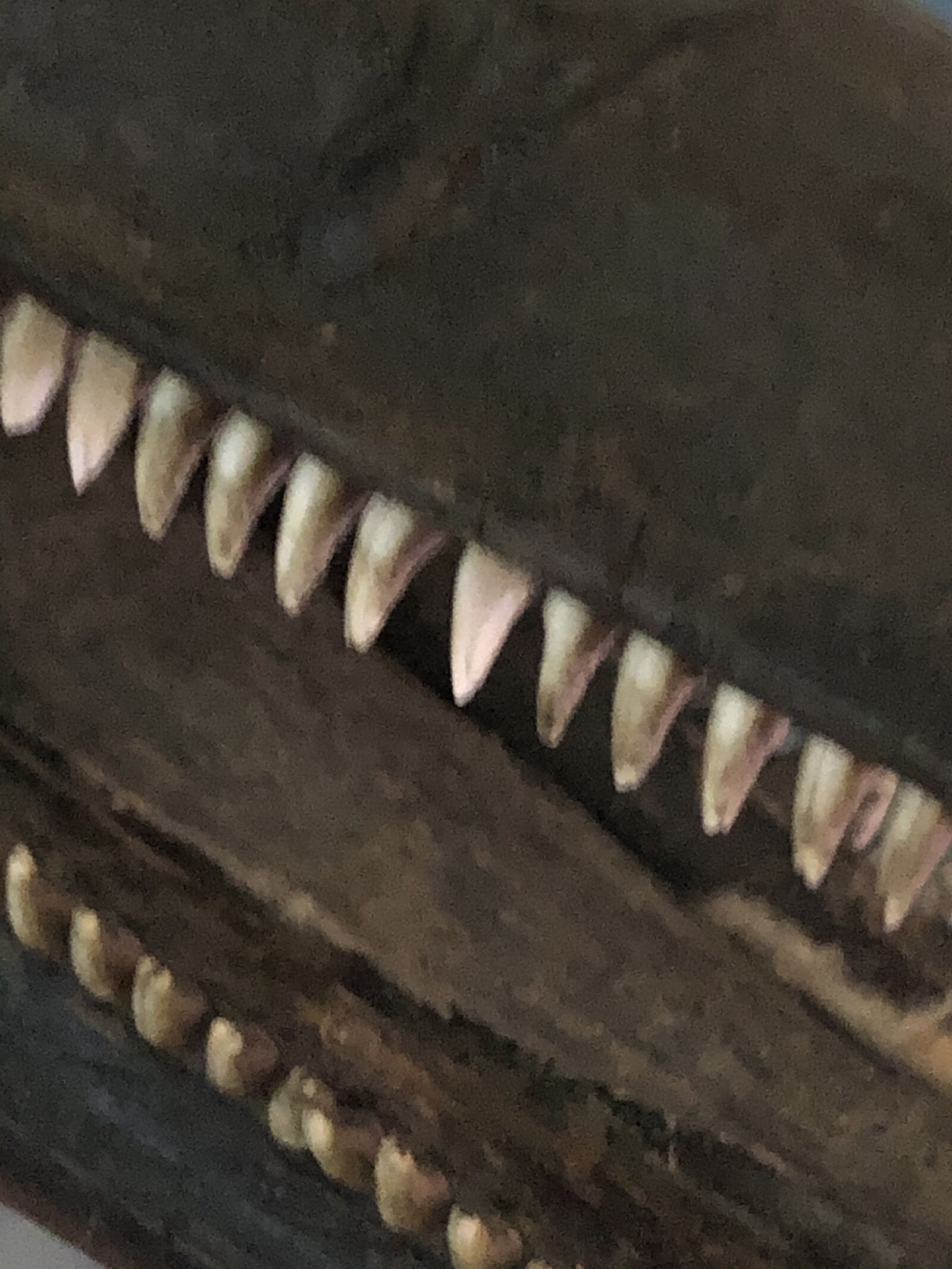 iPhone X back dual camera 4mm f/1.8 sample photo. Dolphin, teeth, white photography