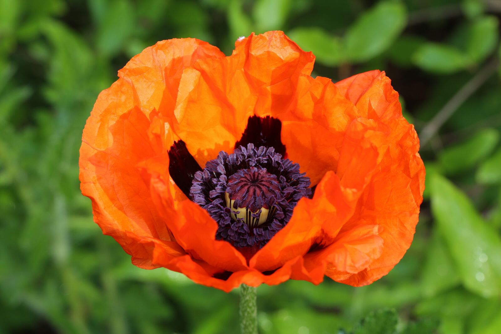 Canon EF 100mm F2.8L Macro IS USM sample photo. Poppy, klatschmohn, blossom photography