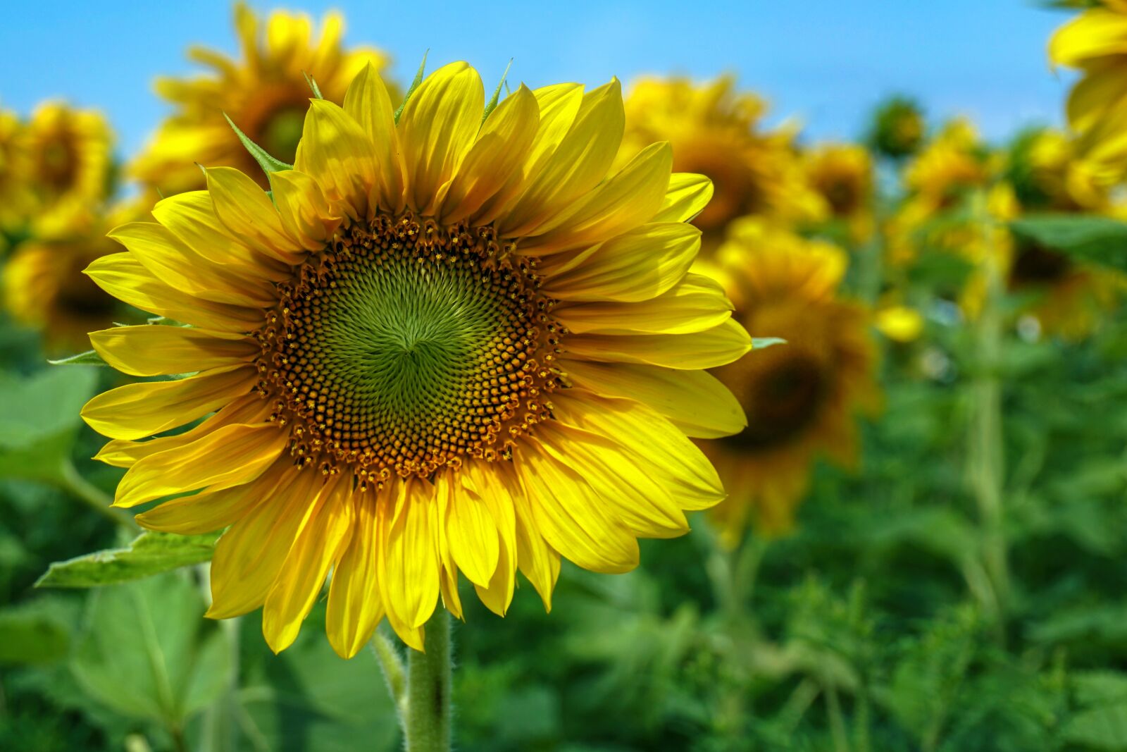 Sony a6300 sample photo. Sunflower, flower, field photography