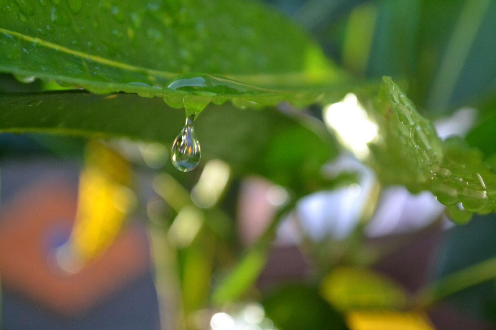 Nikon D3100 sample photo. Nature, flower, wallpaper photography