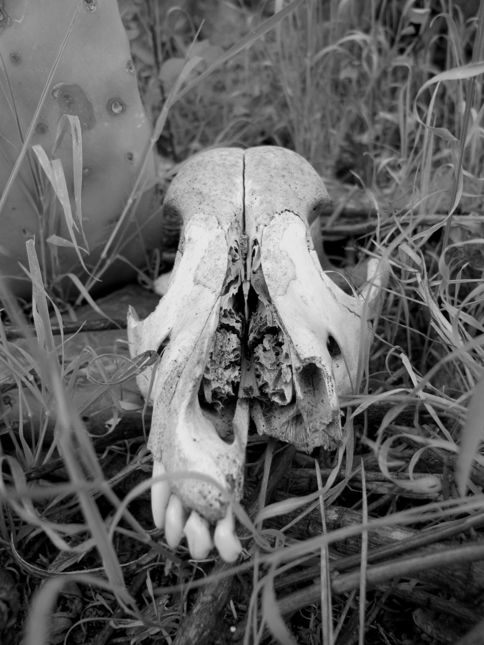 Canon PowerShot G12 sample photo. Skull, black and white photography
