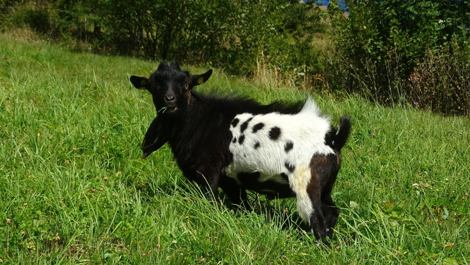 Sony Cyber-shot DSC-HX400V sample photo. Animals, goat, mountain goat photography