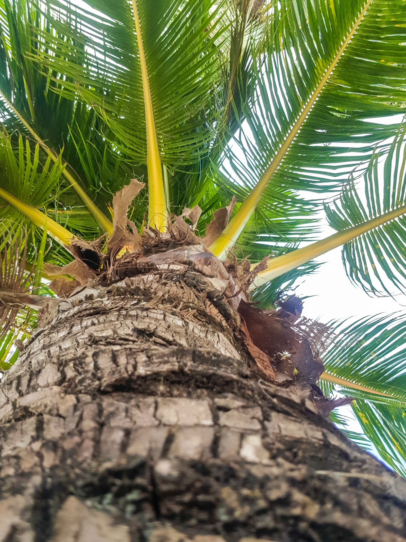 Samsung Galaxy S8+ sample photo. Palm tree, bottom view photography