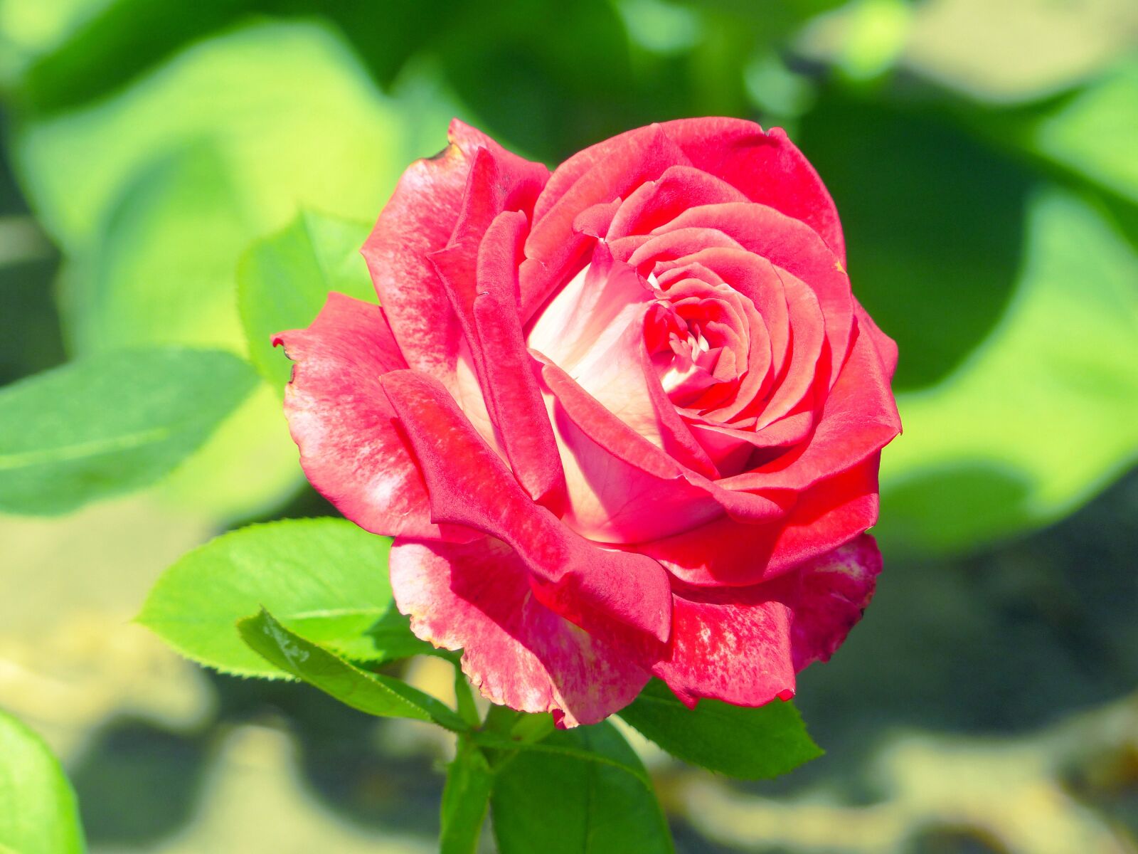 Panasonic Lumix DMC-FZ200 sample photo. Rose, flower, red photography