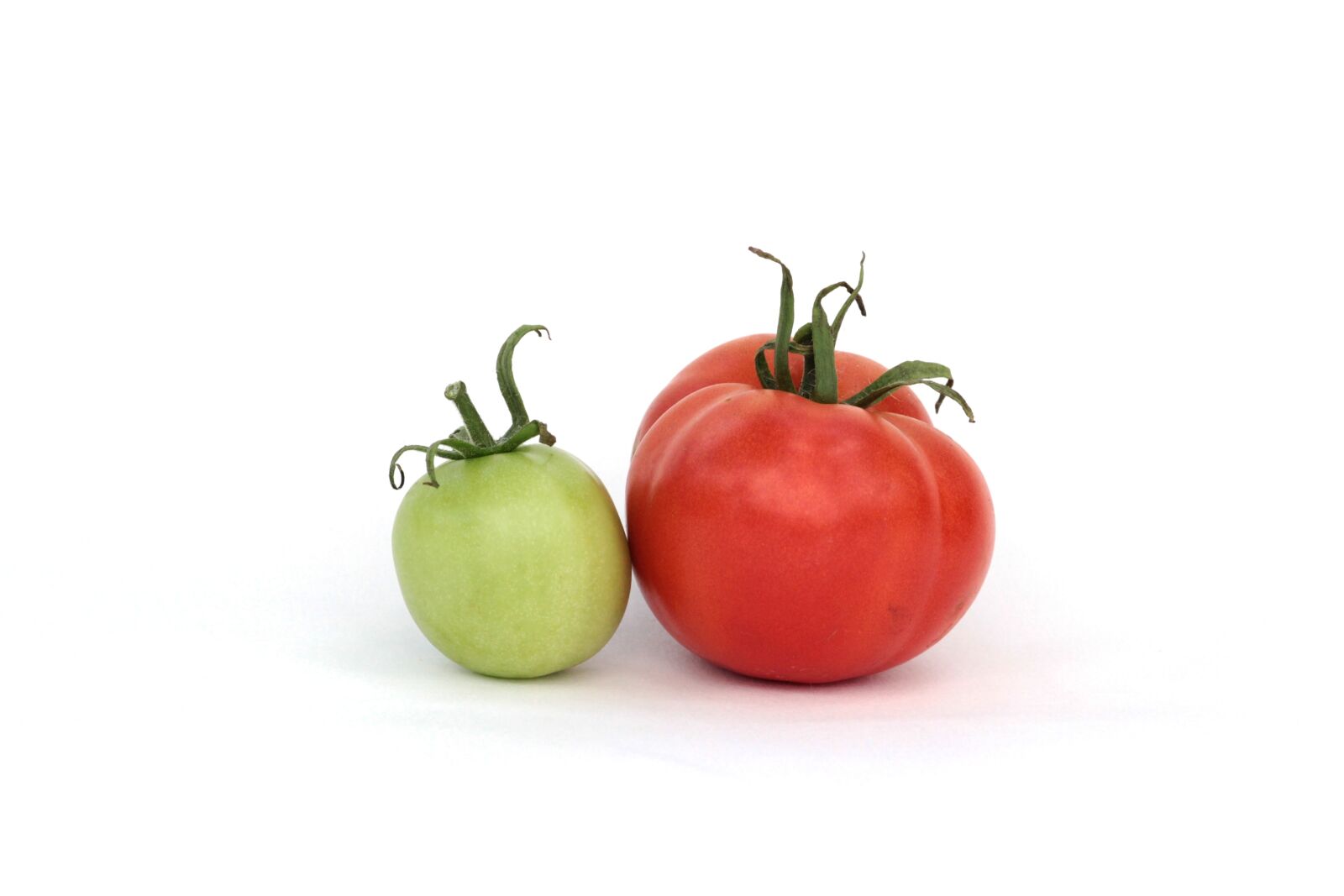 Canon EF 100mm F2.0 USM sample photo. Tomatoes, red, green photography