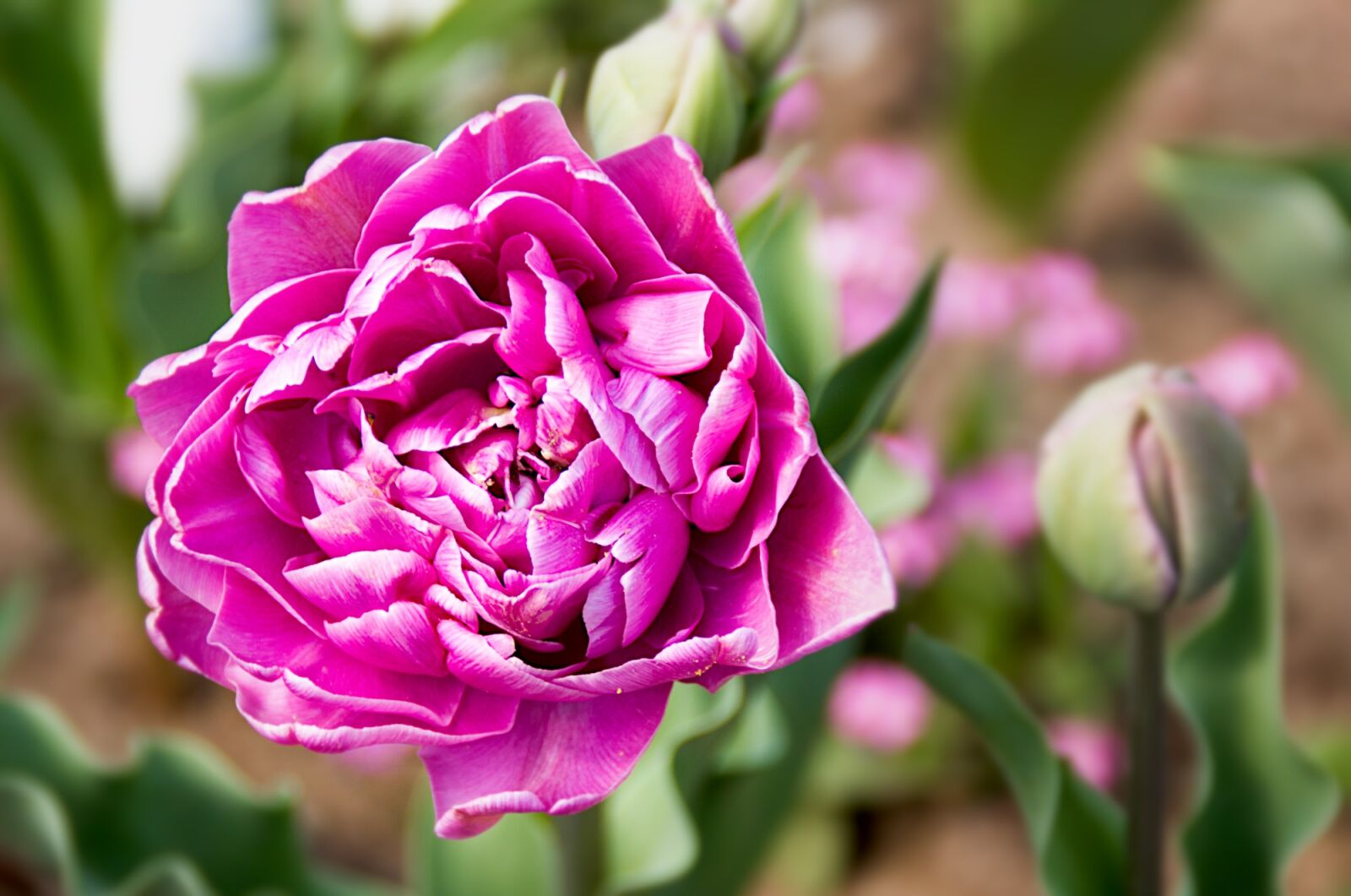 Canon EOS 60D sample photo. Flower, blossom, bloom photography
