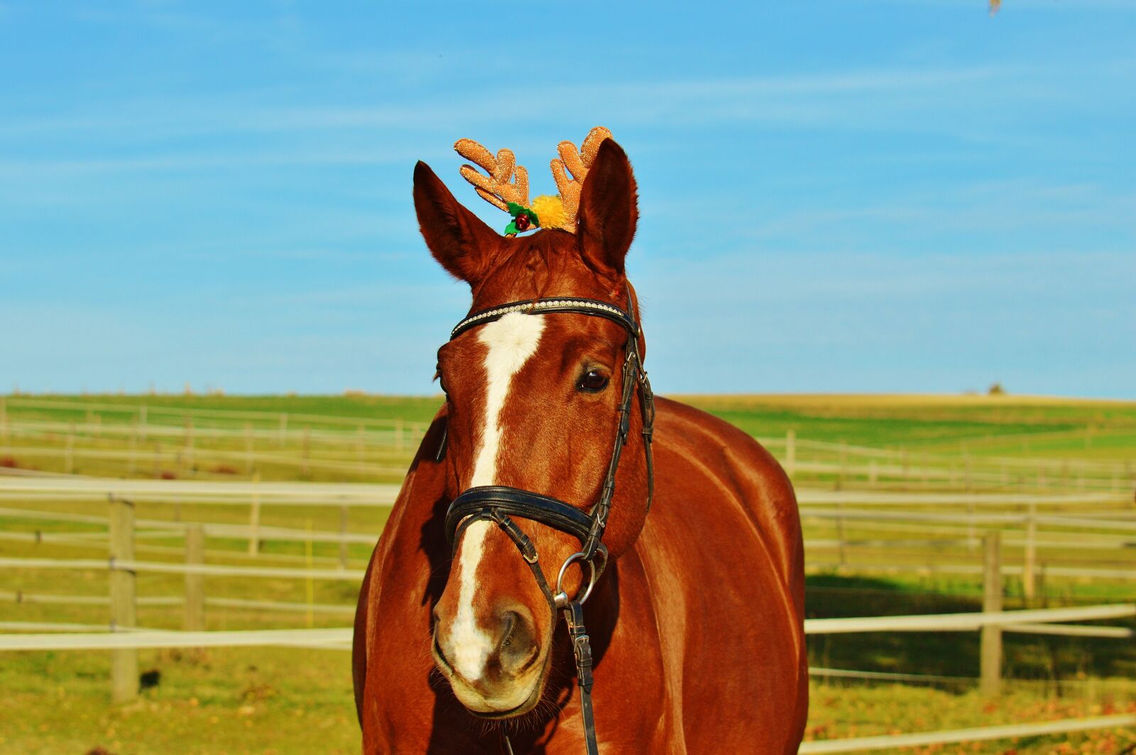 Nikon D3200 sample photo. Horse, christmas, funny photography