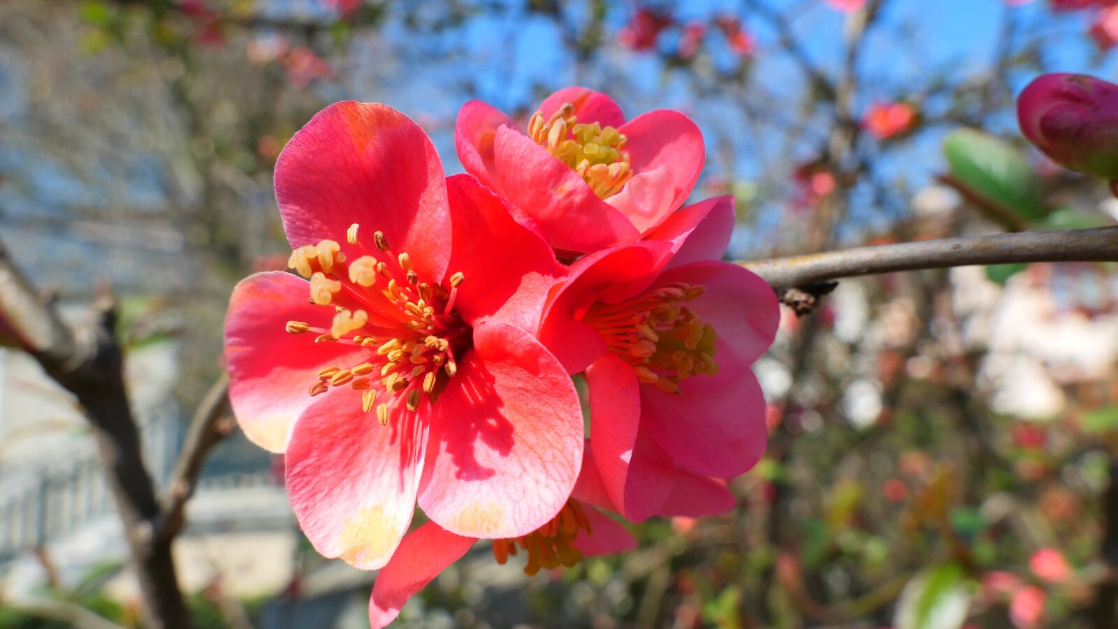 Panasonic Lumix DMC-LX10 (Lumix DMC-LX15) sample photo. Quince, flower, spring photography