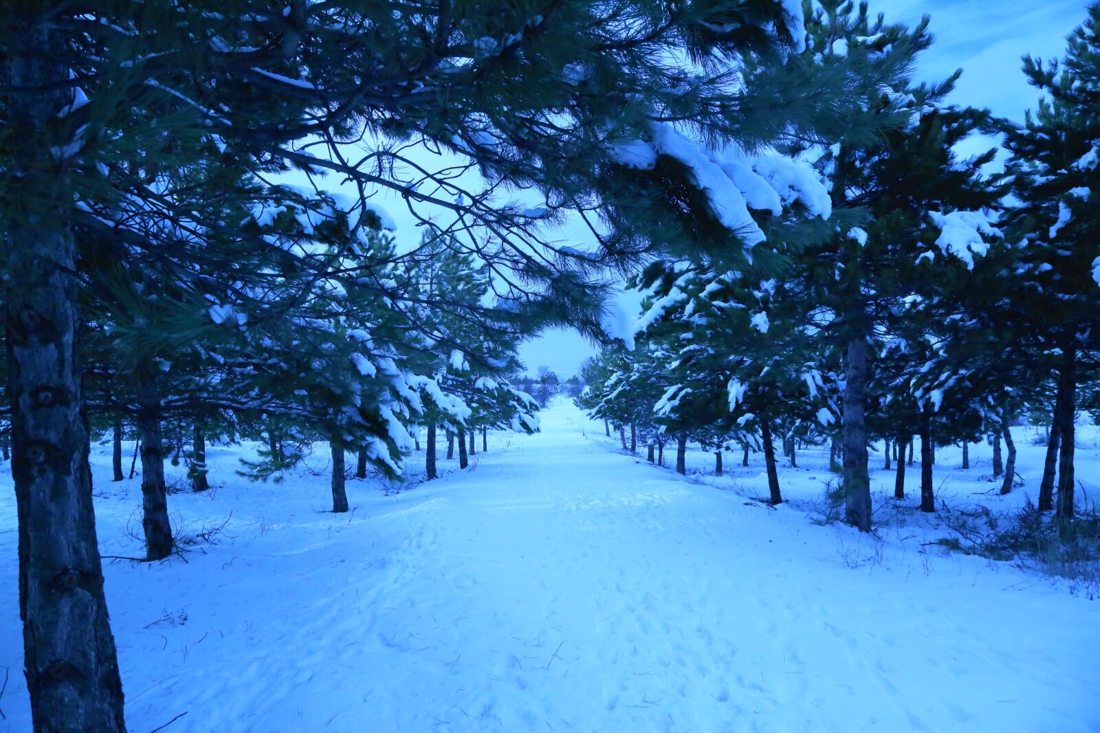 Canon EF 24-105mm F4L IS USM sample photo. Snow, winter, cold photography