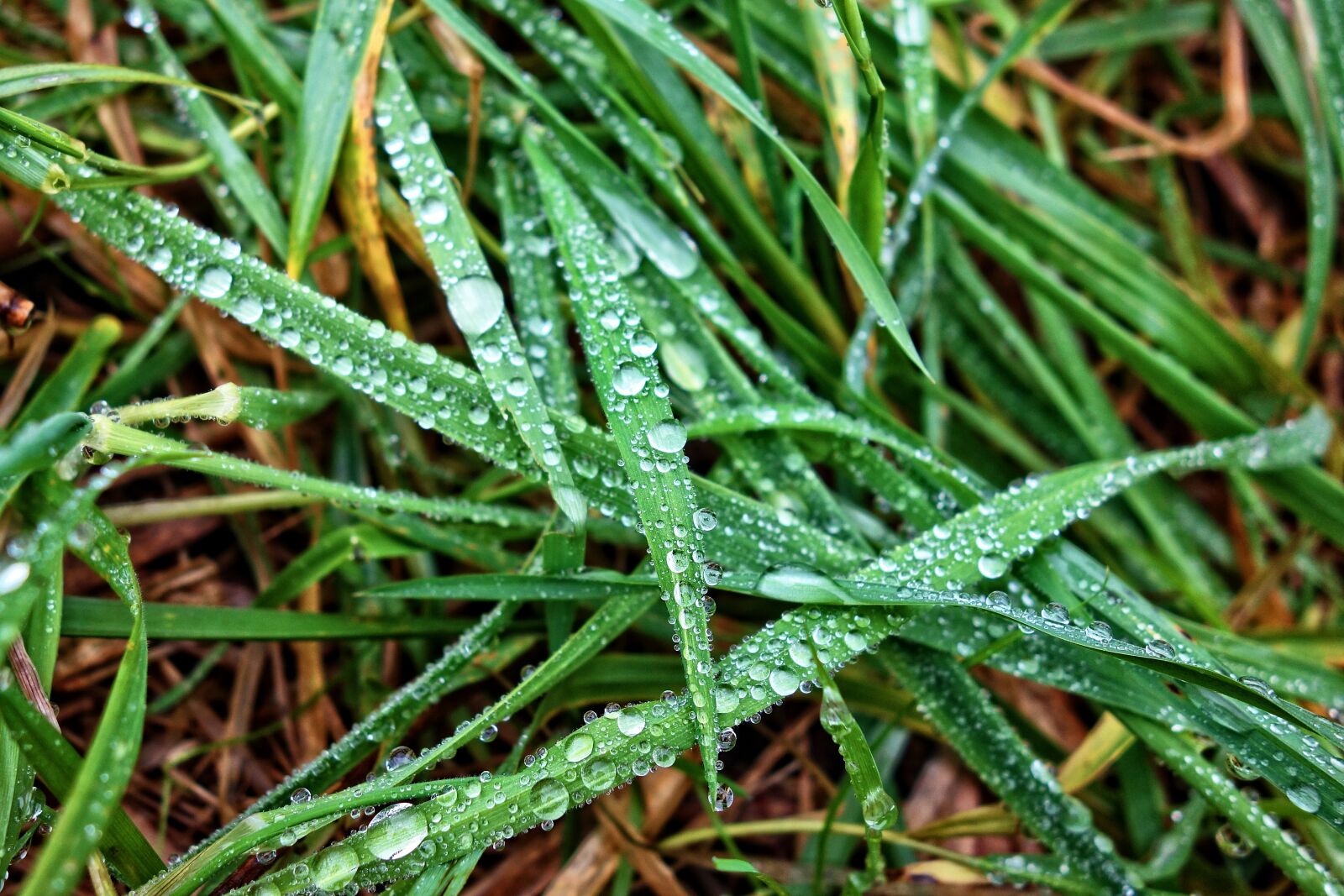 Sony Cyber-shot DSC-RX100 sample photo. Grass, grass blades, rain photography