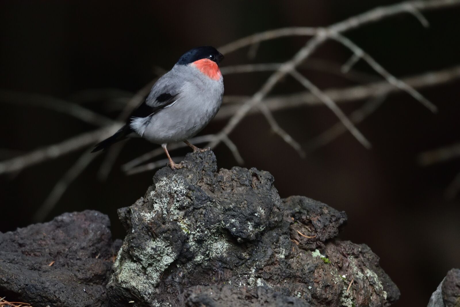 Nikon D810 sample photo. Natural, outdoors, bird photography