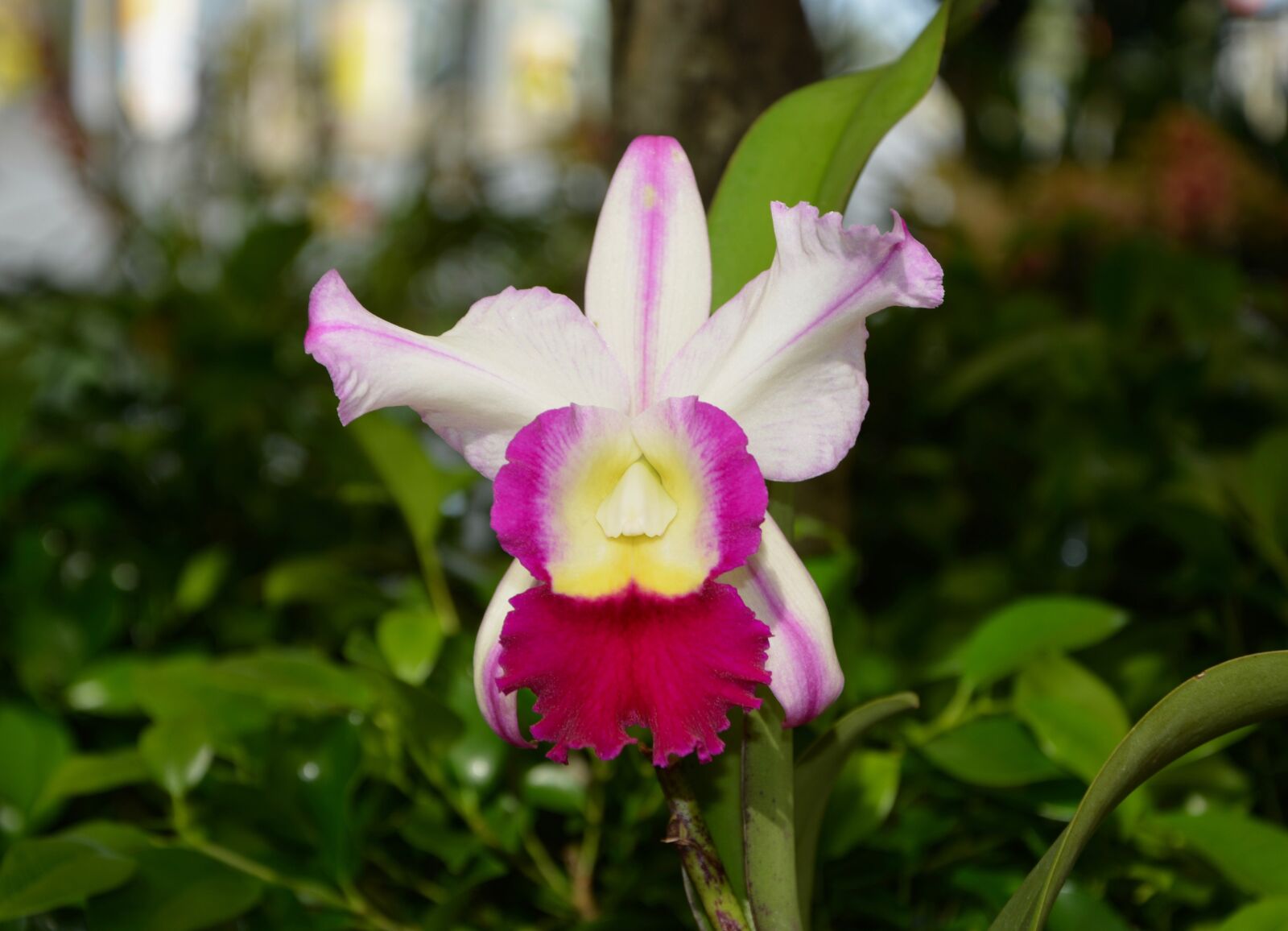 Nikon D5200 sample photo. Flower, original, offer photography