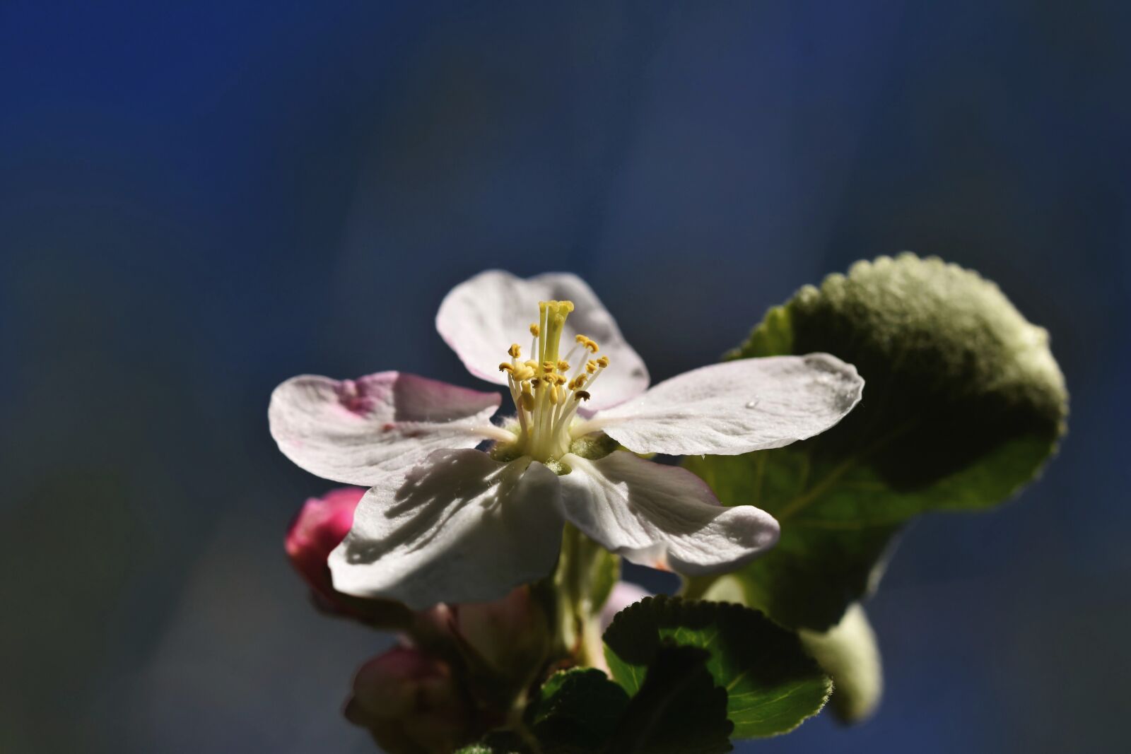 Nikon D7200 sample photo. Apple blossom, flowers, apple photography