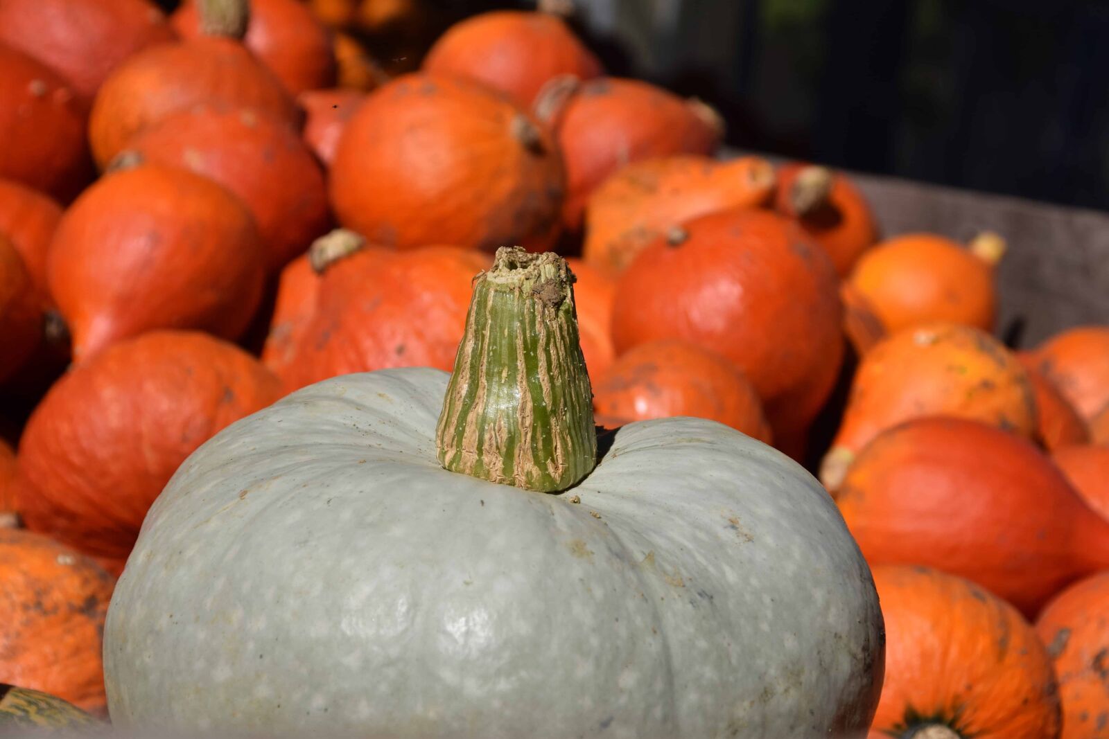 Nikon D3300 sample photo. Vegetables, food, agriculture, pumpkin photography