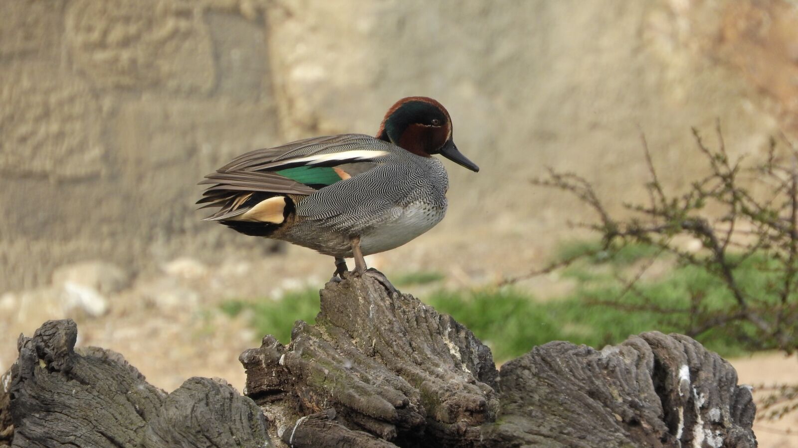 Nikon Coolpix P610 sample photo. Anas crecca, garganey general photography