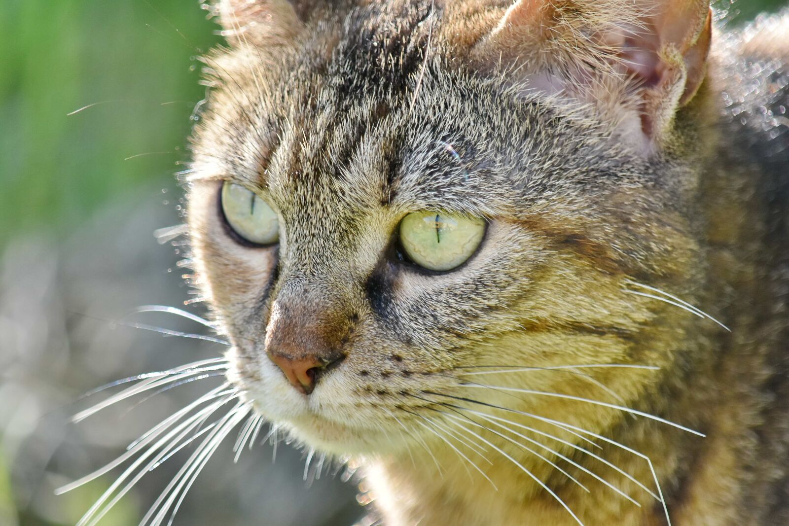 Nikon D5500 sample photo. Domestic cat, portrait, sunshine photography