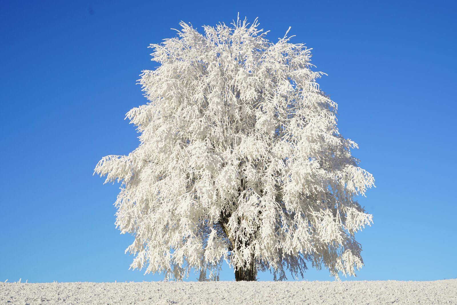 Sony a7R II + Sony FE 24-240mm F3.5-6.3 OSS sample photo. Tree, hoarfrost, branch photography