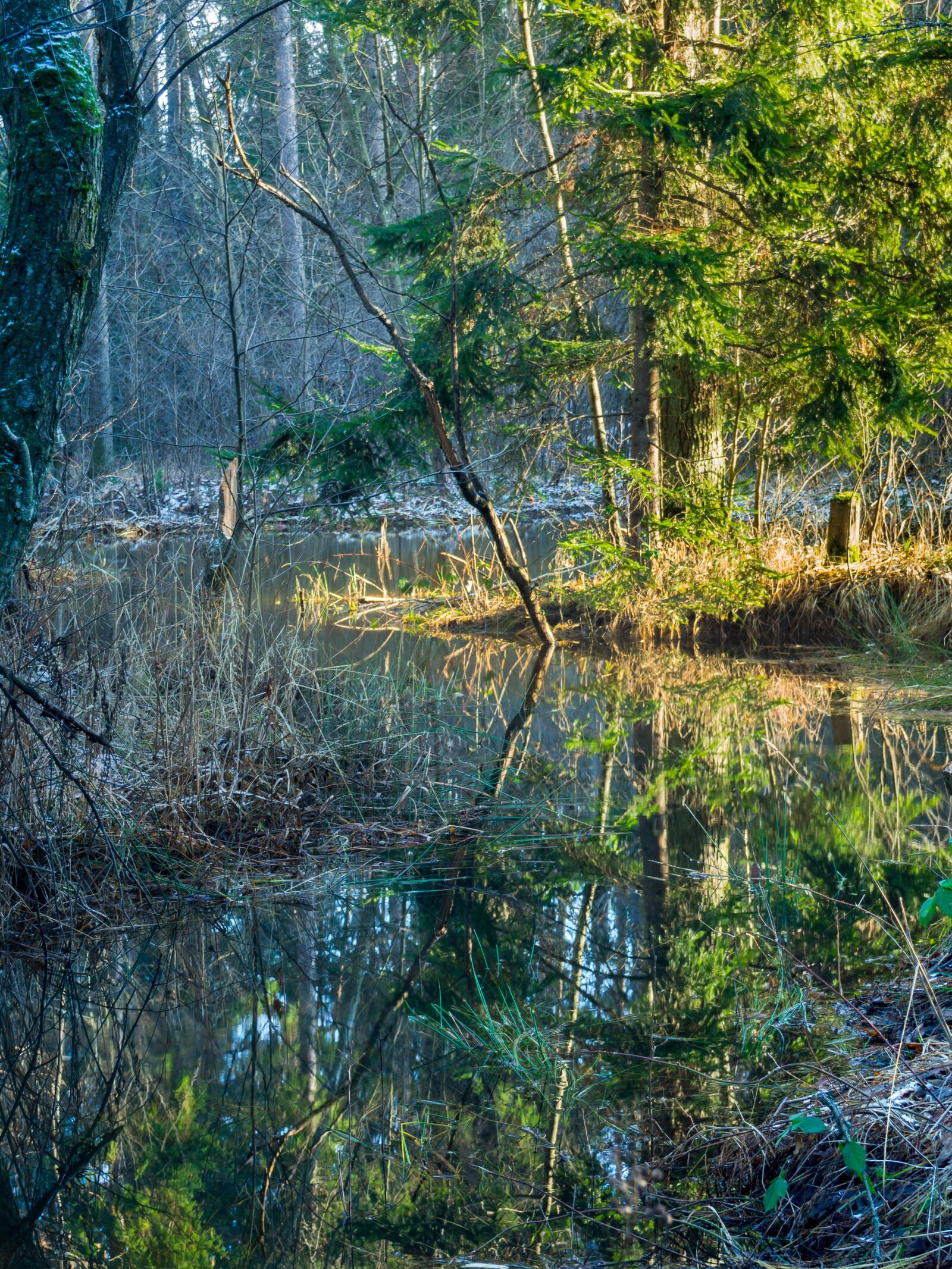 Olympus PEN E-PL6 sample photo. Nature, tree, landscape photography