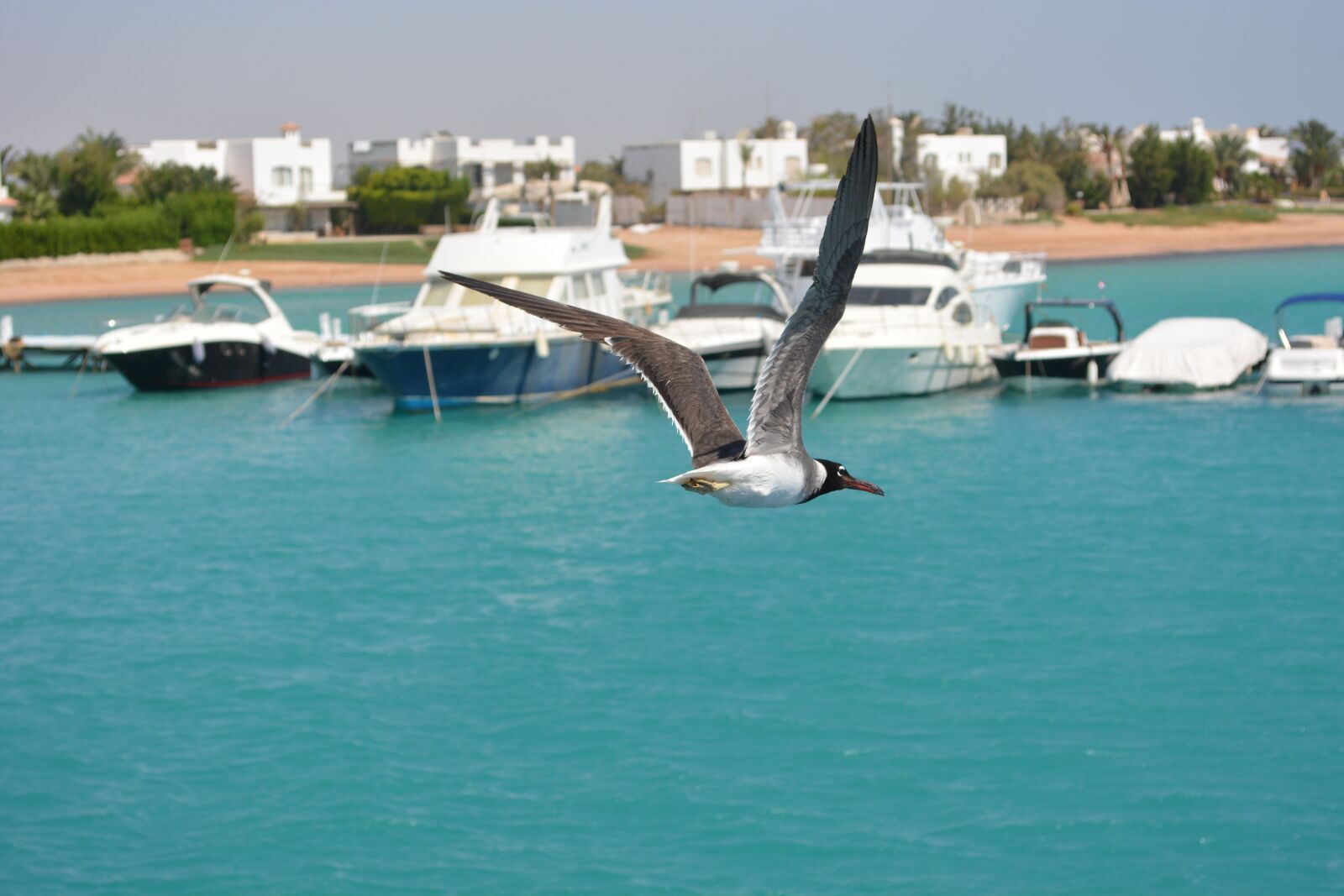 Nikon D5200 sample photo. Sea, port, seagull photography