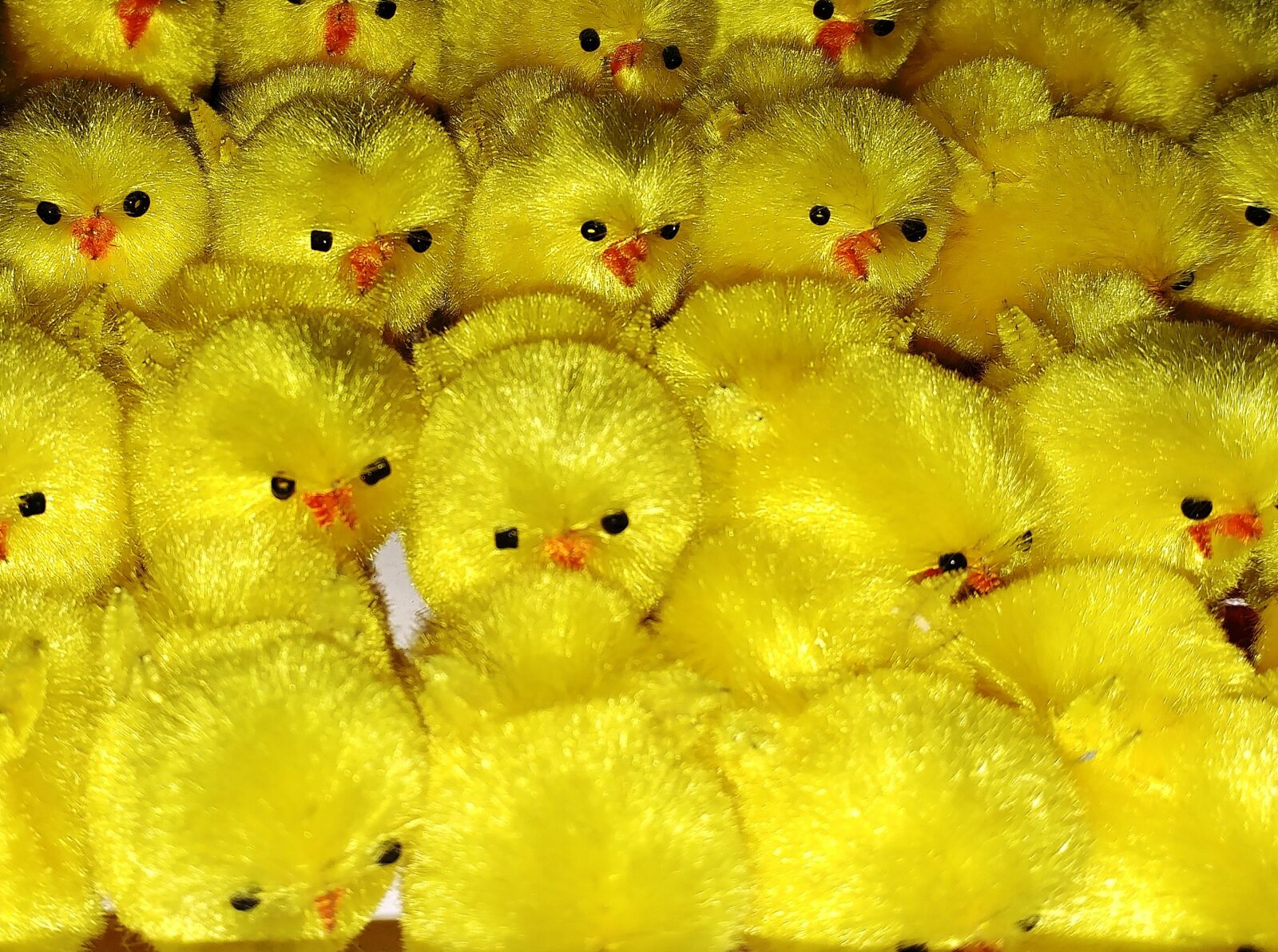 LG G5 sample photo. Color, chicks, easter photography