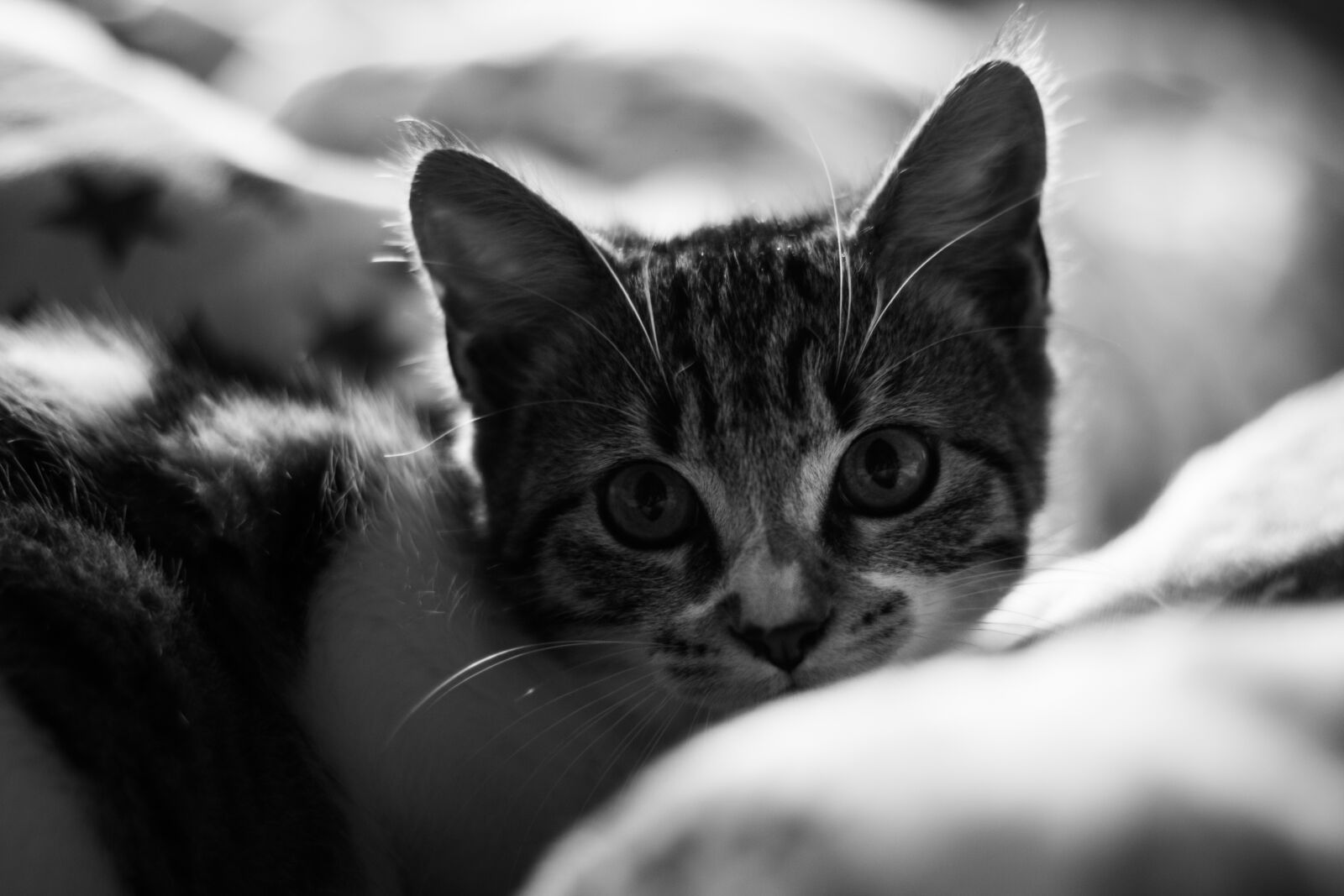 Canon EOS 70D + Canon EF 50mm F1.8 STM sample photo. Black, and, white, cat photography