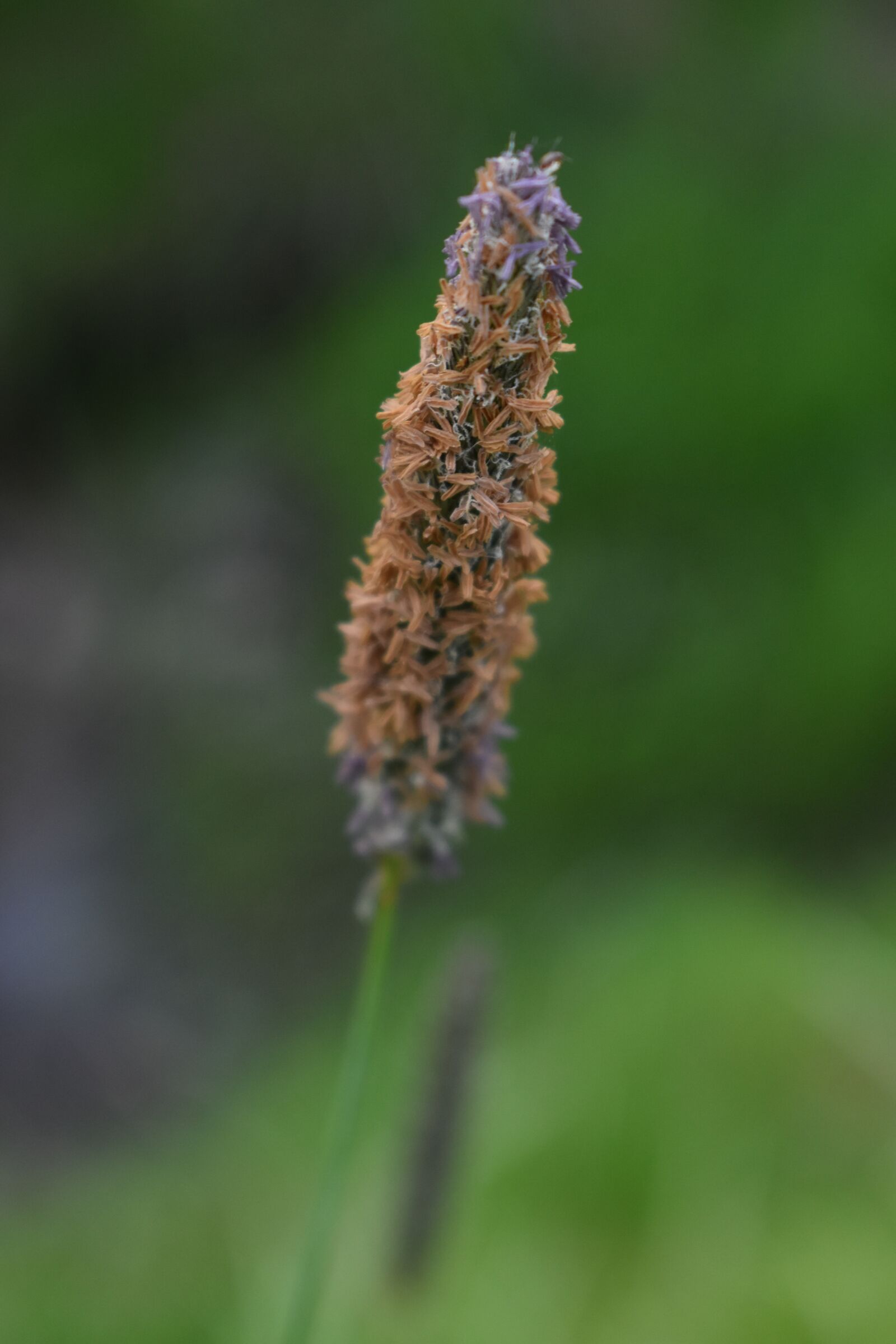 Nikon D3500 sample photo. Grass, pollen, allergy photography