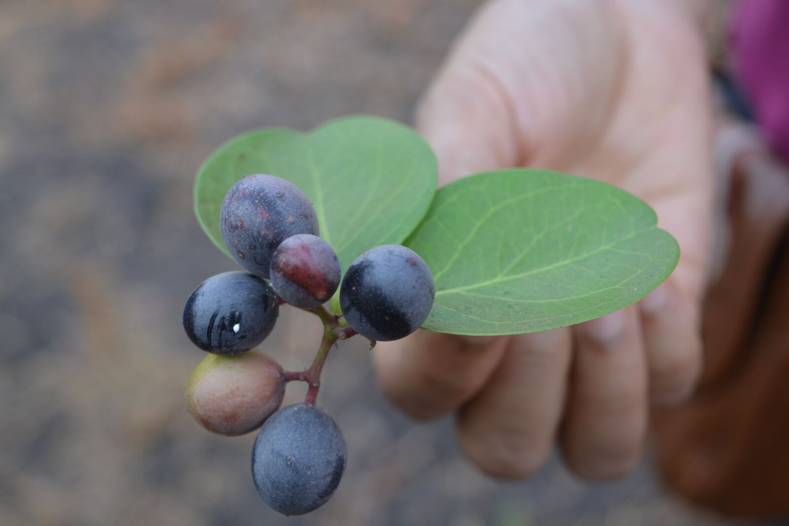 Nikon D5200 sample photo. Berries, fresh, jungle photography