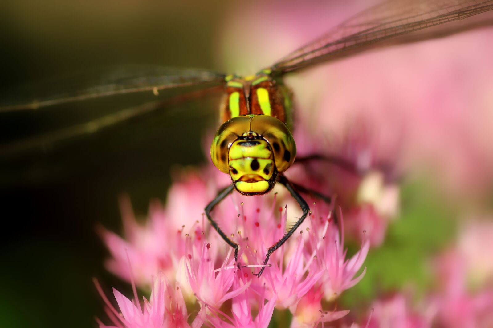 Canon EOS 1300D (EOS Rebel T6 / EOS Kiss X80) sample photo. Blue-green mosaic bridesmaid, dragonfly photography