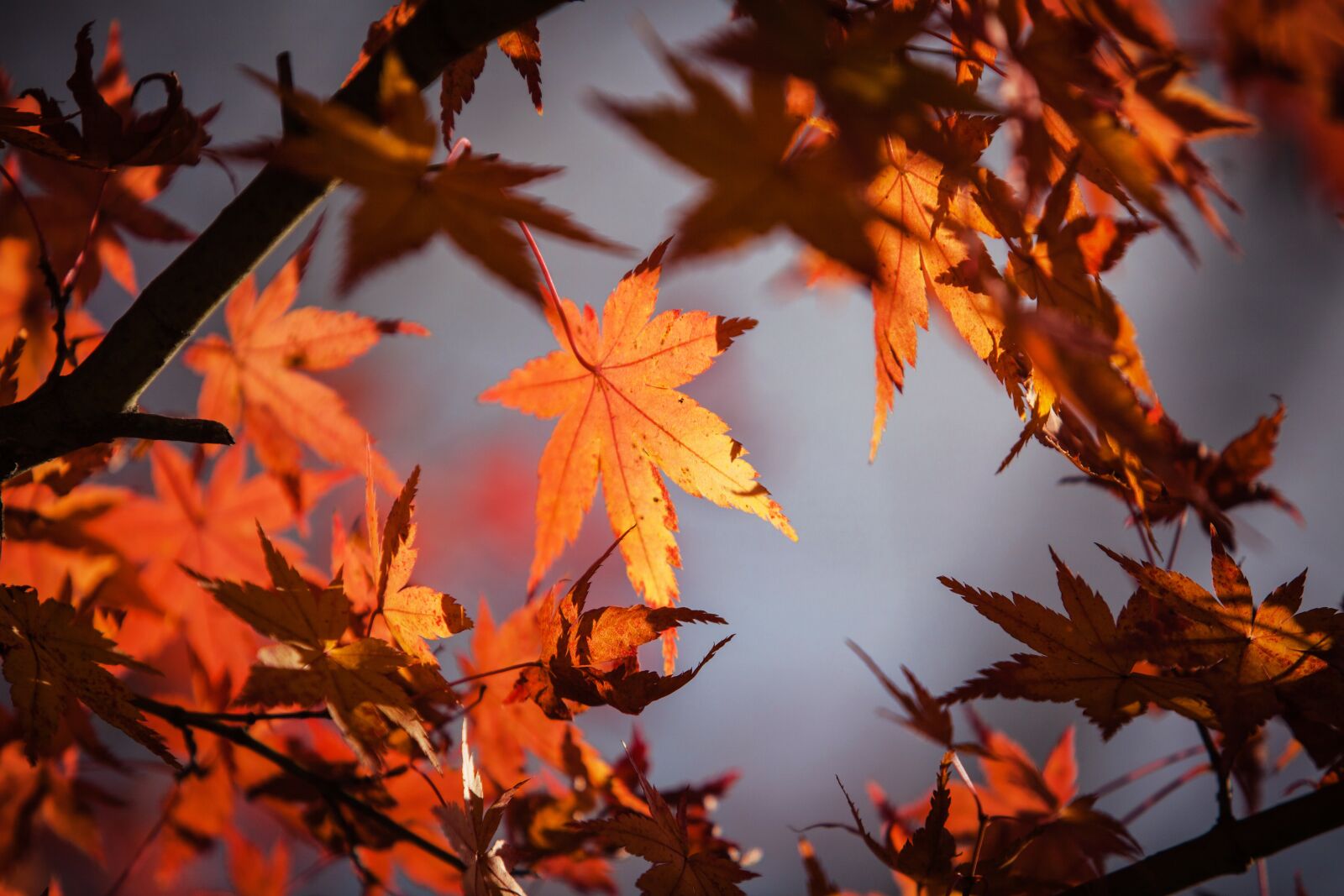 Canon EOS 5D Mark II + Canon EF 70-200mm F2.8L IS USM sample photo. Autumn leaves, maple, nature photography