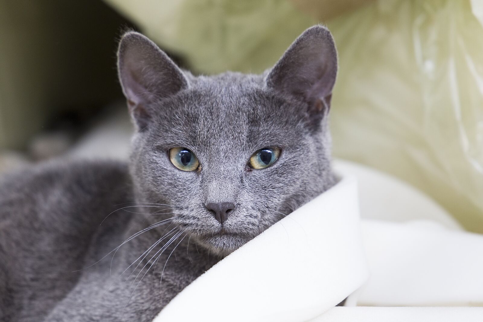 Canon EF 24-105mm F3.5-5.6 IS STM sample photo. Animal, cute, cat photography