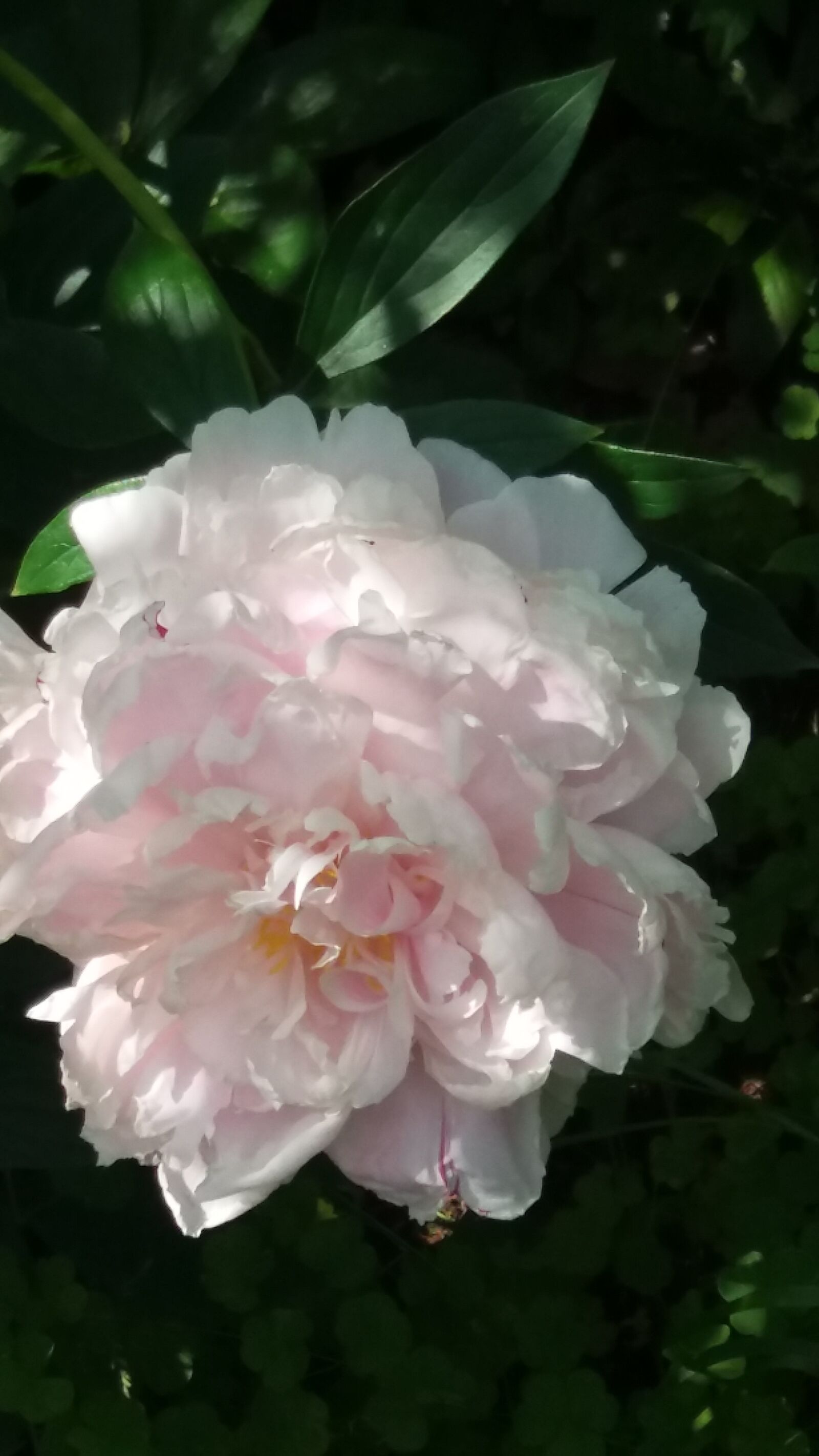 Samsung Galaxy J5 sample photo. Pion, pink, summer photography