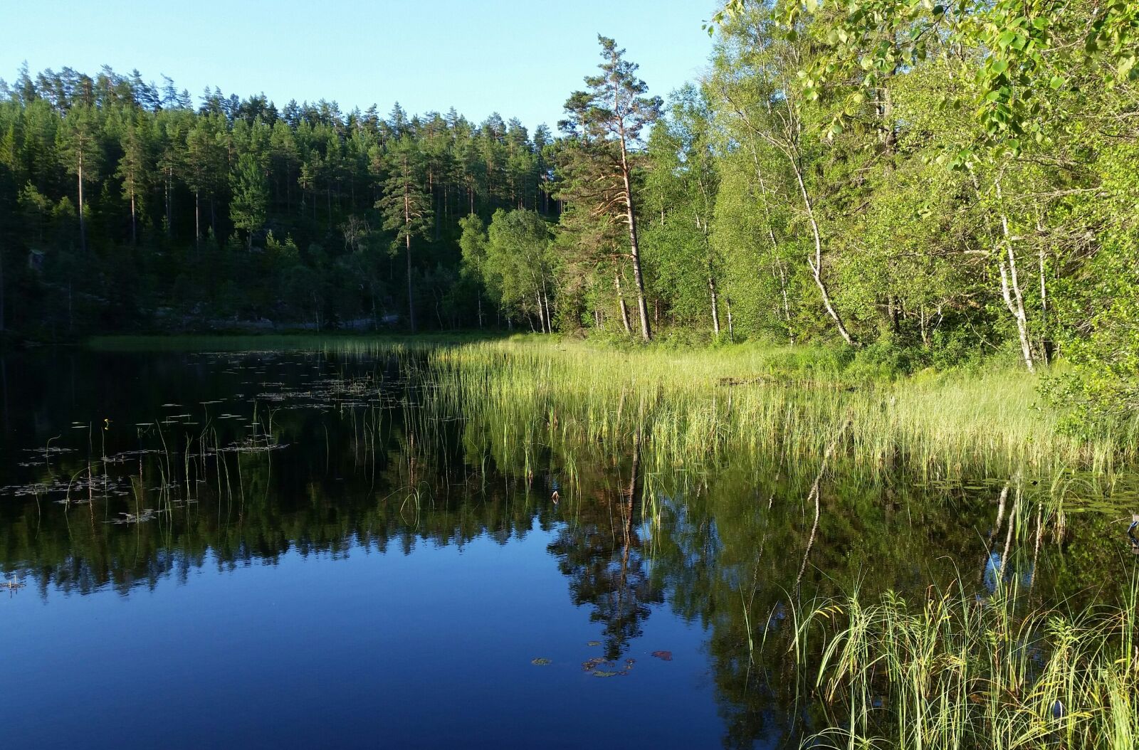Samsung Galaxy S5 sample photo. Tarn, forest, summer photography