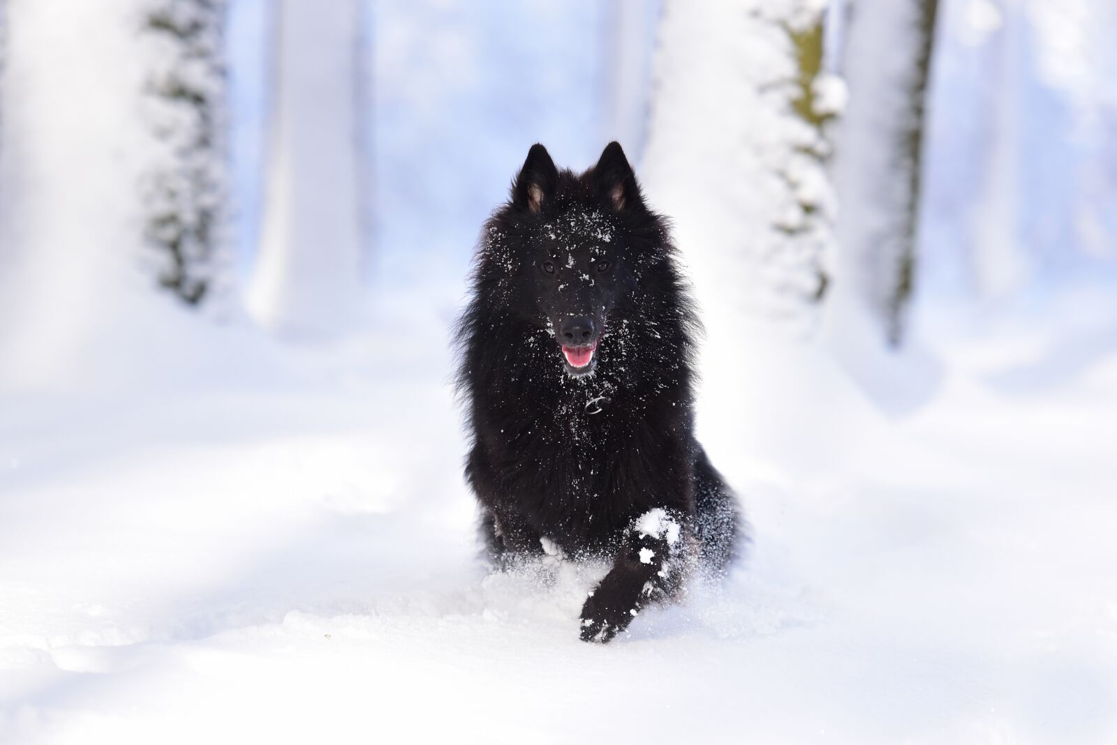 Nikon D750 sample photo. Dog, belgian shepherd dog photography