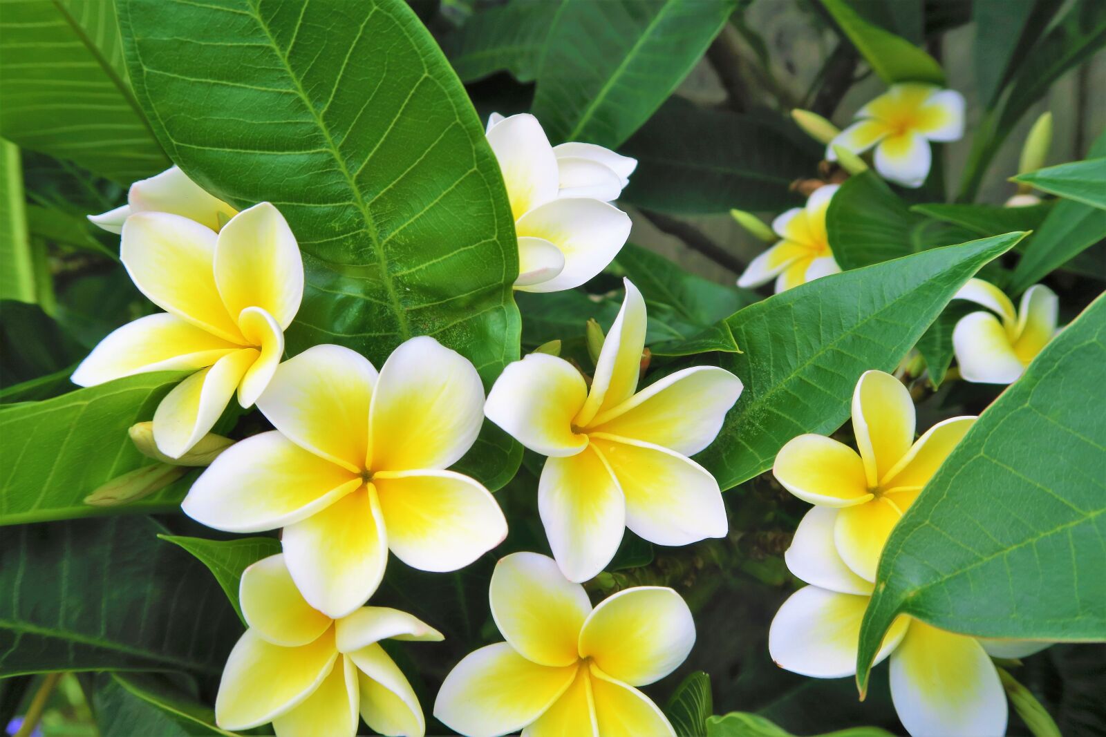 Canon PowerShot G7 X sample photo. Tropical, flower, nature photography