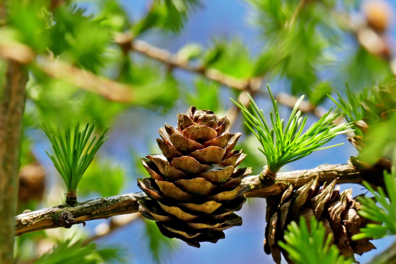 Panasonic Lumix DMC-FZ1000 sample photo. Spring, pine, conifer photography