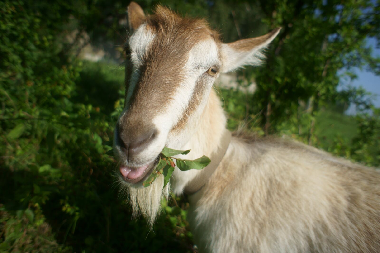 Sony Alpha NEX-5 + Sony E 16mm F2.8 sample photo. Goat, pets, grass photography