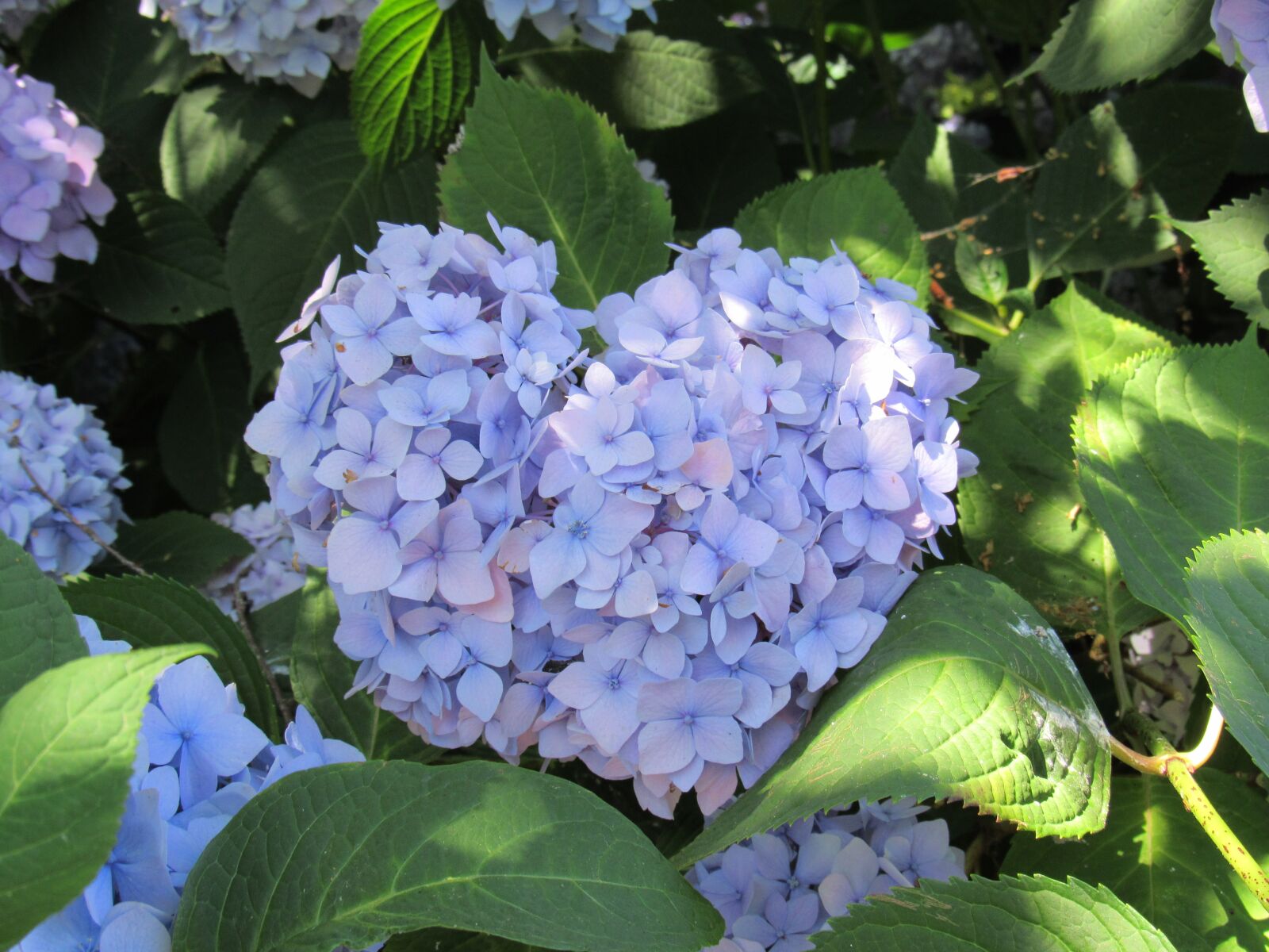 Canon PowerShot SX530 HS sample photo. Plant, flower, hydrangea photography