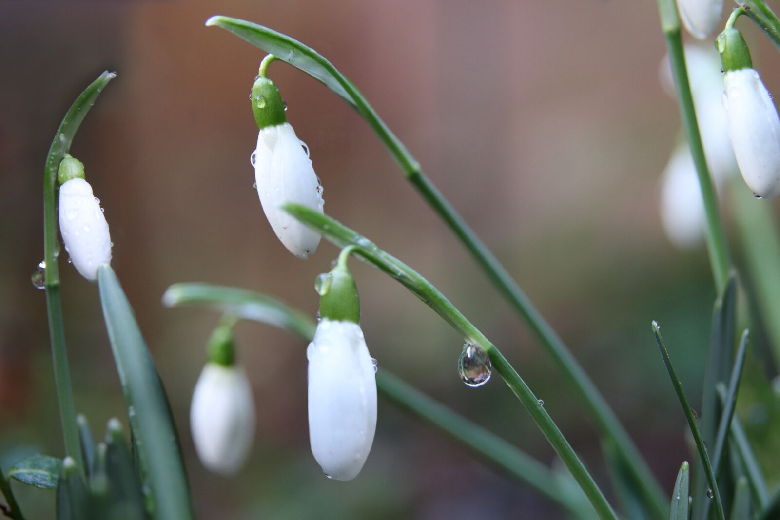 Canon EOS 800D (EOS Rebel T7i / EOS Kiss X9i) sample photo. Snowdrop, early bloomer, white photography