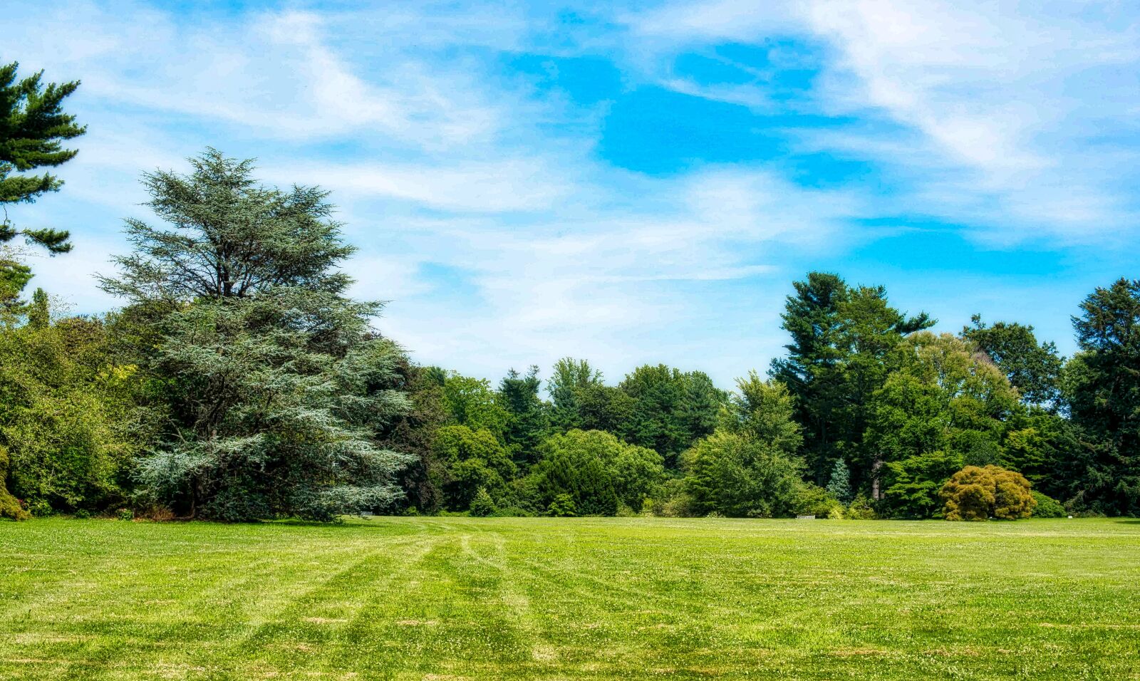 Nikon D750 sample photo. Nature, grass, tree photography