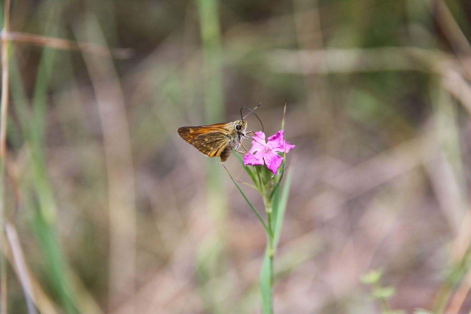 Canon EOS 500D (EOS Rebel T1i / EOS Kiss X3) sample photo. Butterfly, blossom, bloom photography