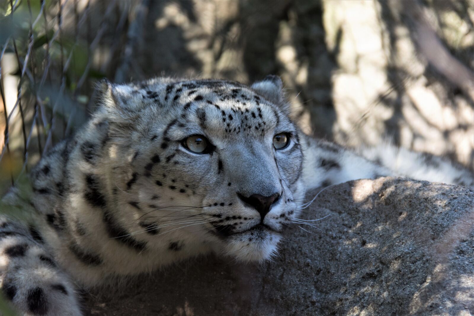 Nikon D7100 sample photo. Wildlife, carnivore, nature photography