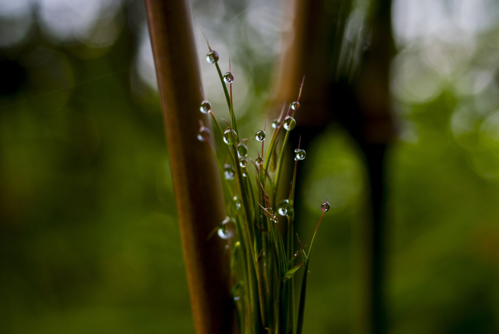Nikon D60 sample photo. Drop of water, nature photography