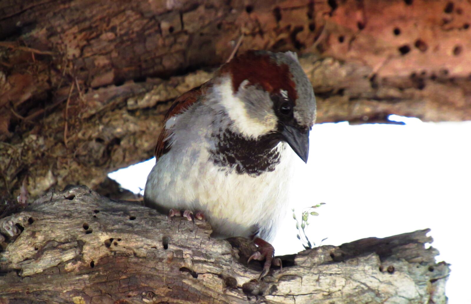 Canon PowerShot SX530 HS sample photo. Bird, perching, sparrow photography